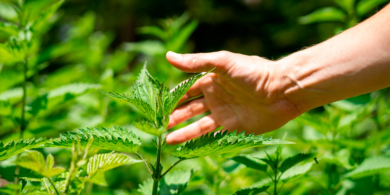 Что делать, чтобы ожог крапивой не зудел