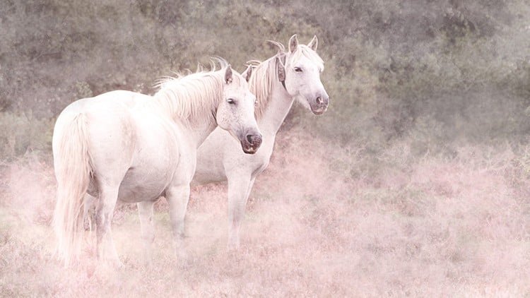 Фотографические навыки в Photoshop: от изображения к творчеству.