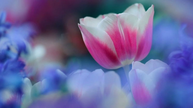 Фотография природы крупным планом Выходит за рамки основ